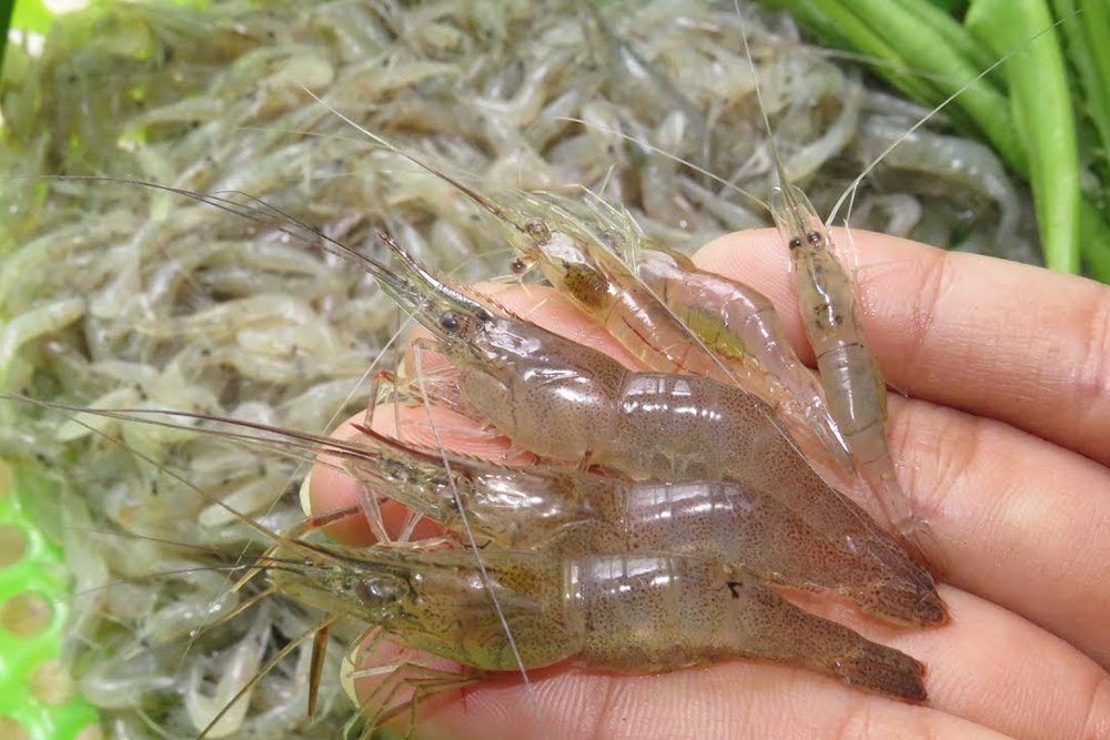 Điều gì xảy ra với cơ thể khi thường xuyên ăn tôm?